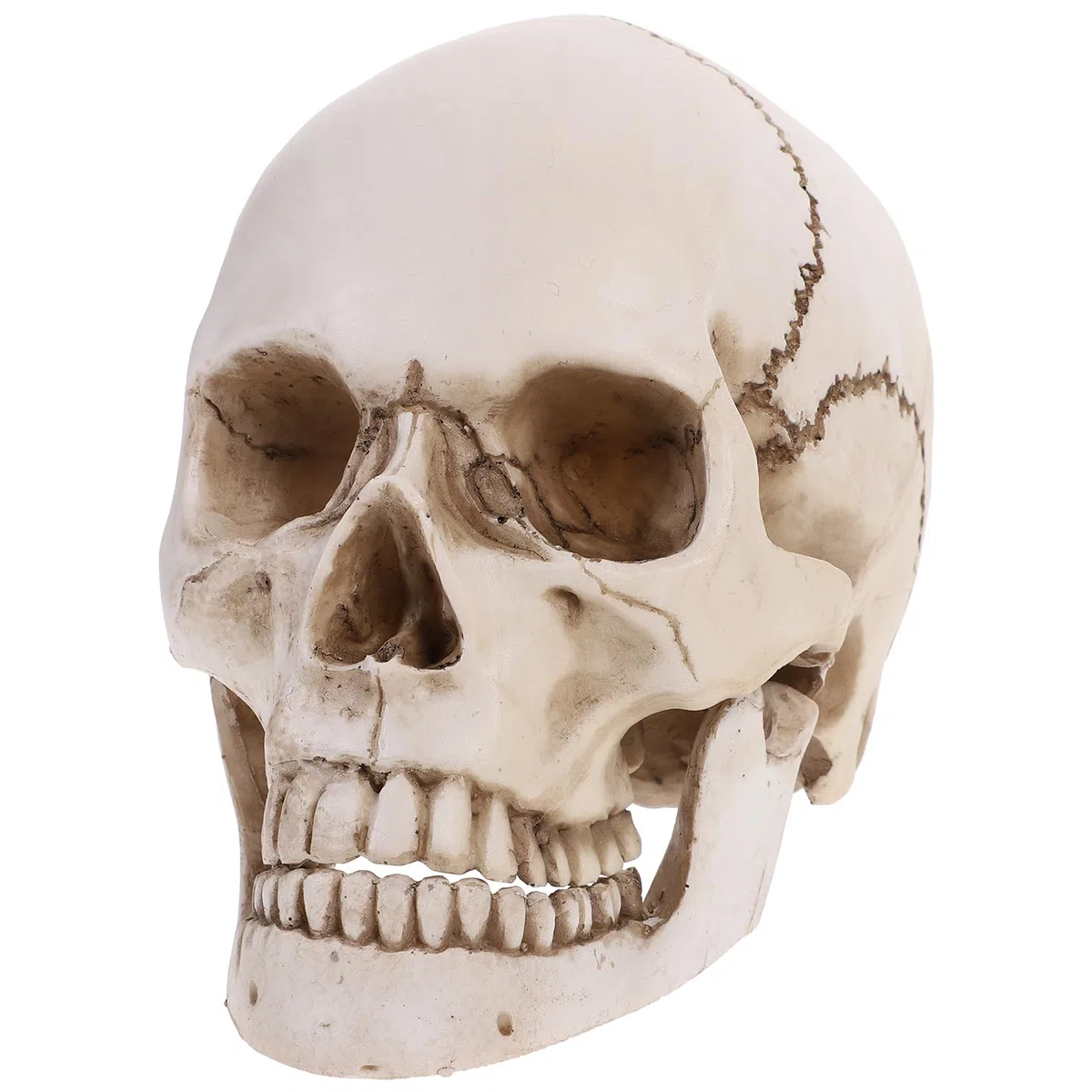 TinkSky - Riproduzione in resina di un cranio umano a grandezza naturale, a scopo medico, formativo o decorativo per festa di Halloween