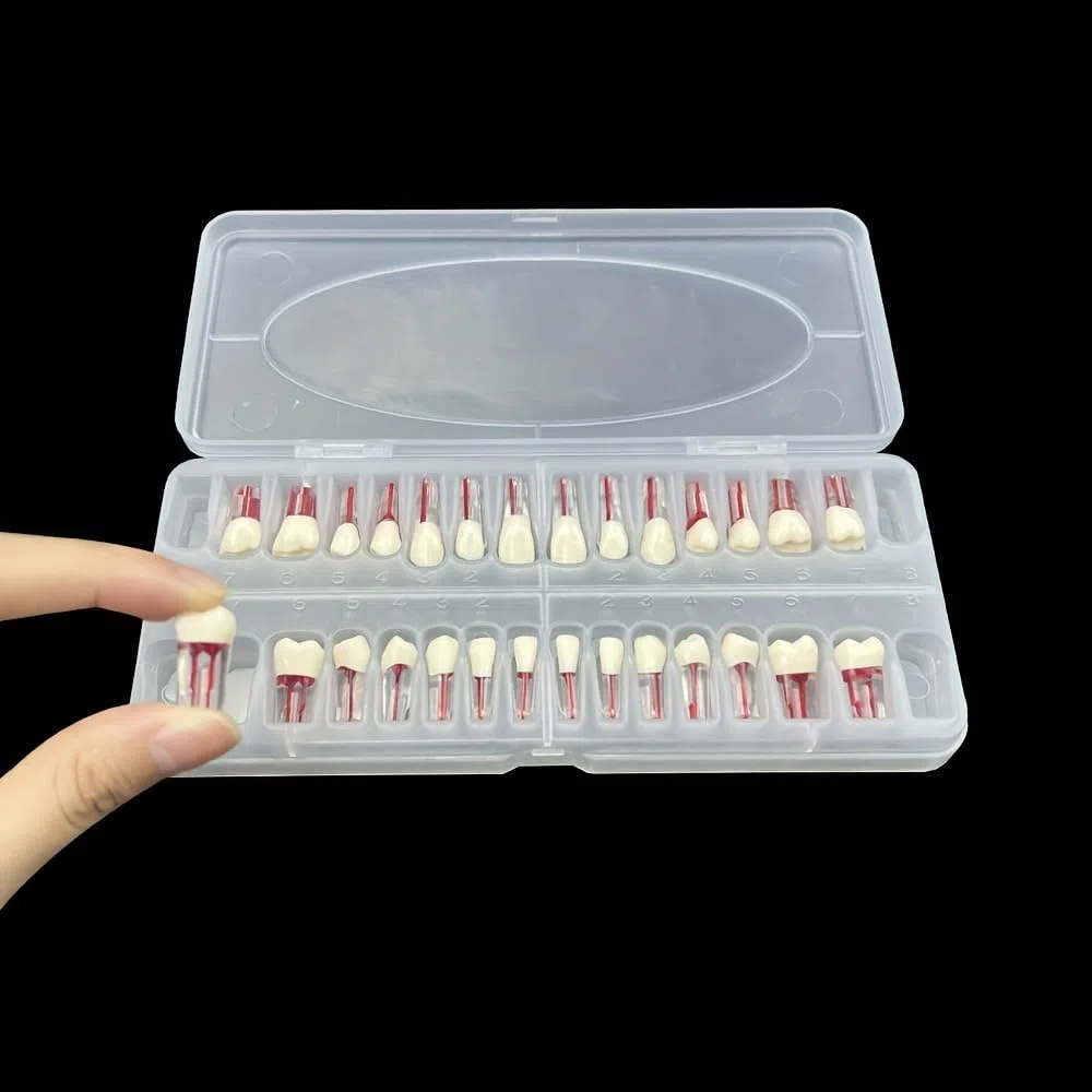 Modello di pratica del canale radicolare RCT dentale, insegnamento, studio dei denti, adatto a NISSIN Tipo 28 denti Typodont (28 pz/set)