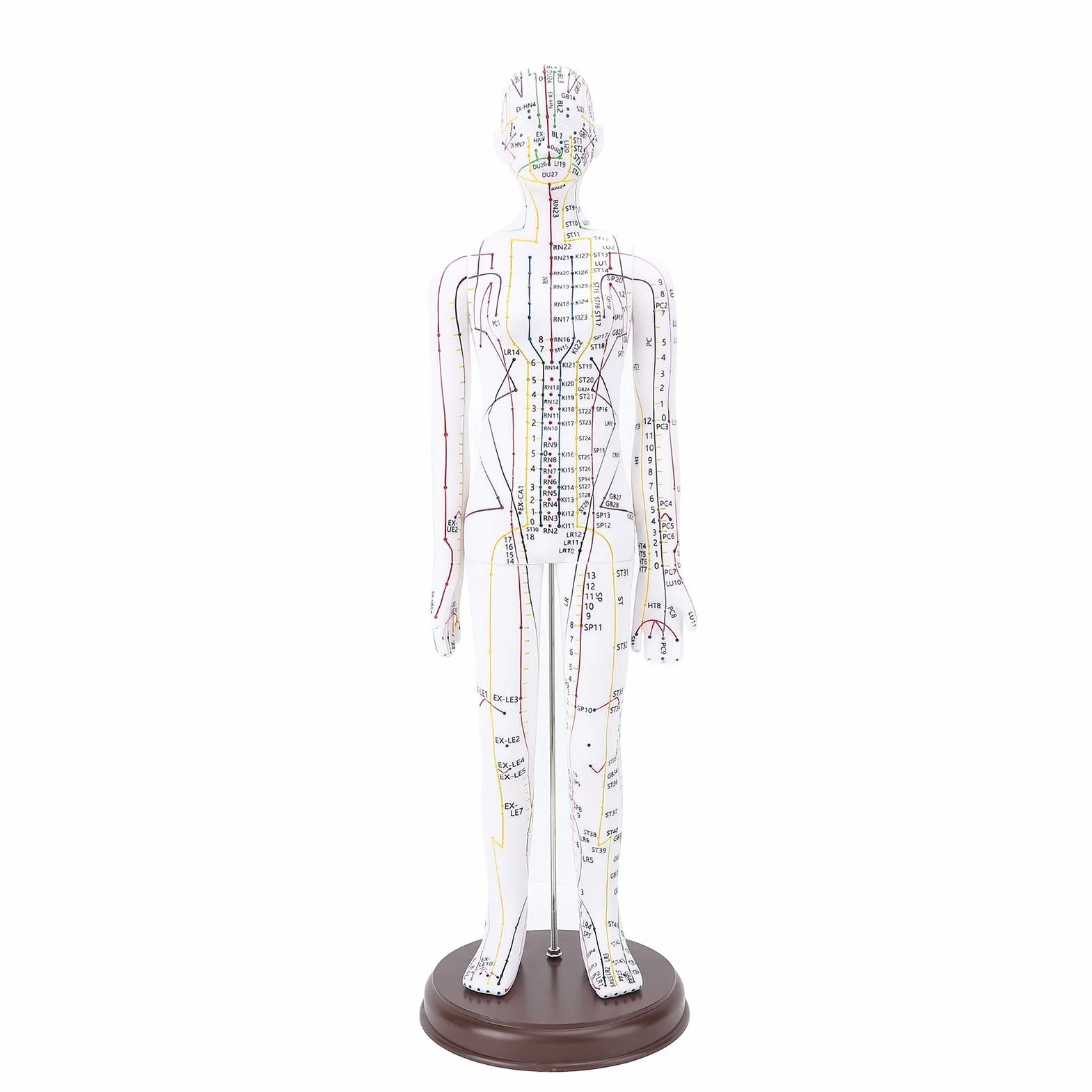 Modello di Agopuntura 52 Cm, Modello di Corpo Umano Maschile/Femminile, Punti di Pressione e Meridiani per l'Agopuntura Cinese