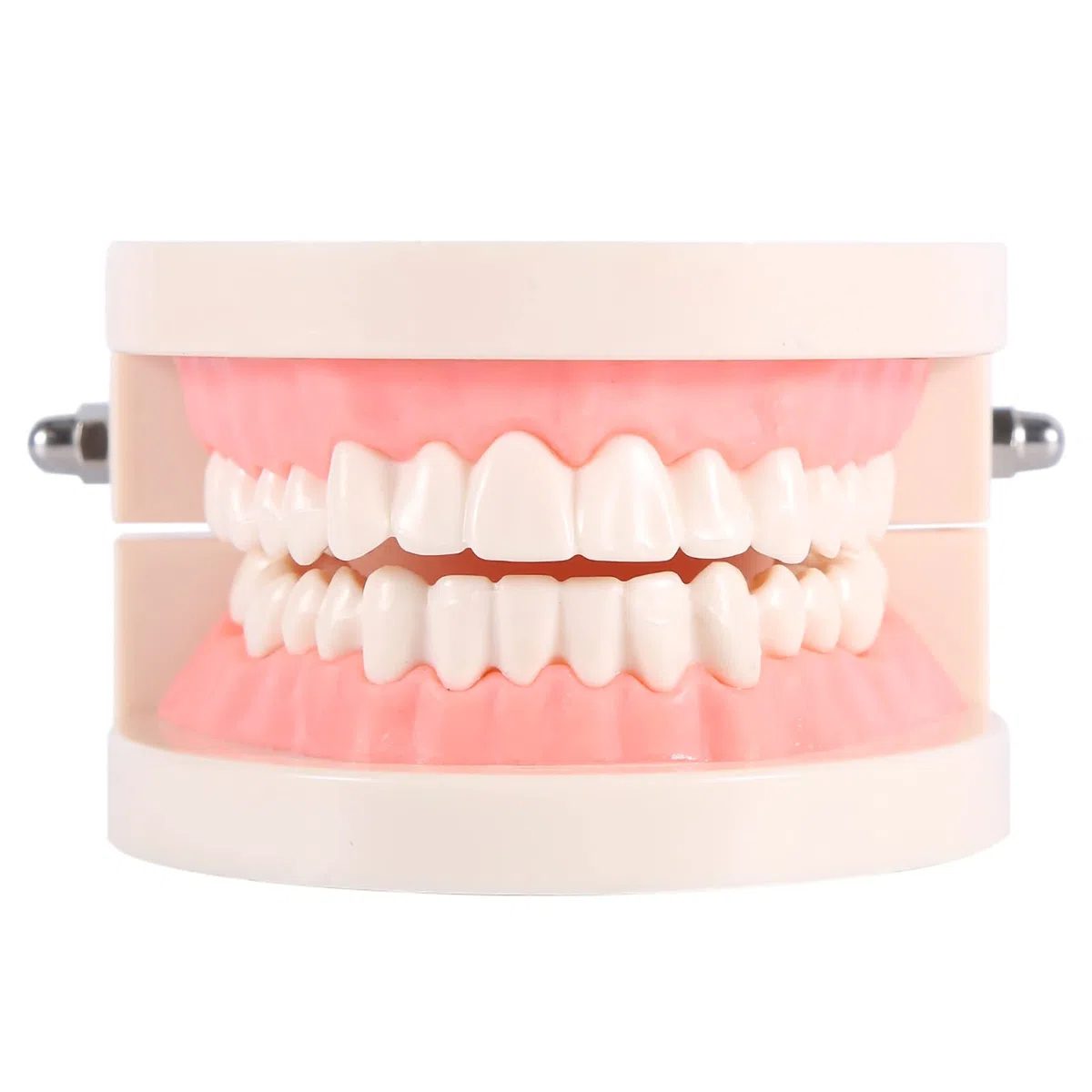 1 Modello Standard di Insegnamento Dentale per Bambini, Modello Dimostrativo per Insegnare a Lavarsi i Denti con Materiale in PVC