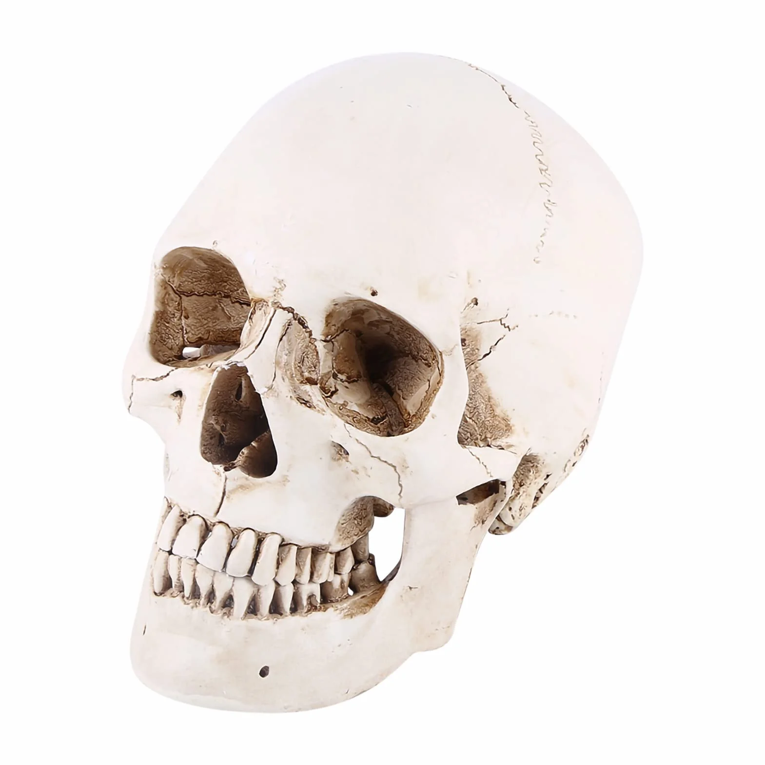 Ornamento di Replica del Modello di Disegno a Grandezza Naturale del Cranio Umano in Resina Bianca con Osso Mandibolare Rimovibile teschio umano Modello del teschio
