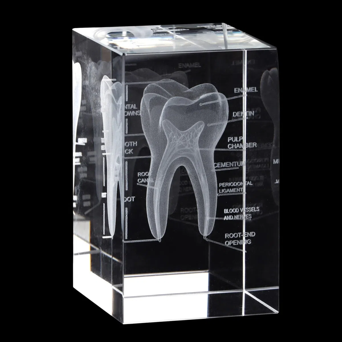 Modello di dente umano in cristallo, scultura anatomica dentale incisa al laser 3D per decorazione, regali educativi per dentisti